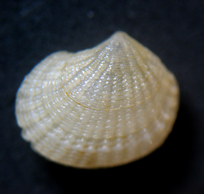 Piccolo bivalve (1)